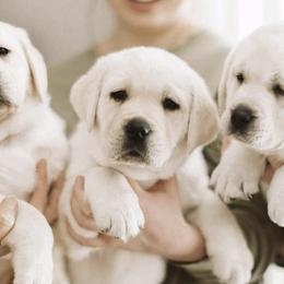 Labrador Retrievers from Grand River Labradors
