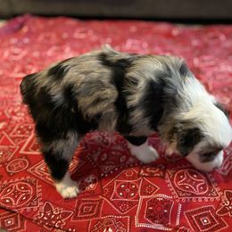 Australian Shepherd Puppies from 101 Aussies