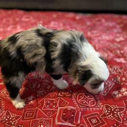 Australian Shepherd Puppies from 101 Aussies