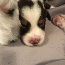 Australian Shepherd Puppies from Thousand Hills Australian Shepherds