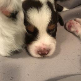Australian Shepherd Puppies from Thousand Hills Australian Shepherds