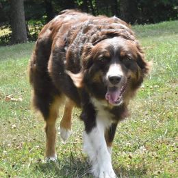 Dani - Australian Shepherd