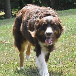 Dani - Australian Shepherd