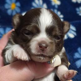 Noel - Black and white female Chihuahua puppy in Amity, Pennsylvania from Baxters Chihuahuas