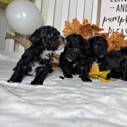 Poodle All Grown Up from Parti-Pawz