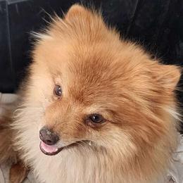 Pancha - Pomeranian