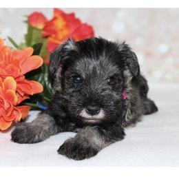 Emerald - Salt and pepper female Miniature Schnauzer puppy in Colorado Springs, Colorado from Rocky Mountain Aussies
