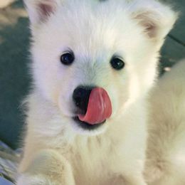 Samoyed Puppies from Sugar Sweet Samoyeds