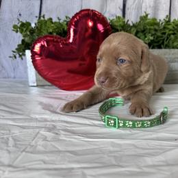 Green - Yellow male Labrador Retriever puppy in Newton Grove, North Carolina from Wayalife Labradors & Gsp’s