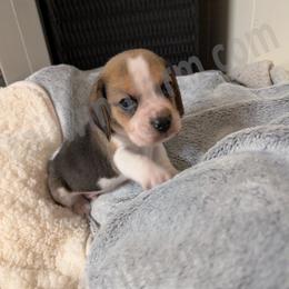 Yellow - Black tan and white male Beagle puppy in Vallejo, California from Tailwindfarm