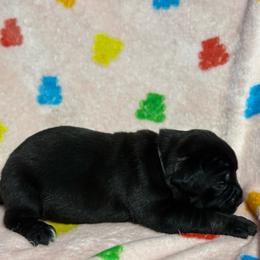 Silver Collar R - Black male Cane Corso puppy in Paris, Texas from Knucklehead Cane Corso
