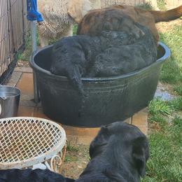 Labrador Retriever puppies from Seahawk Labradors