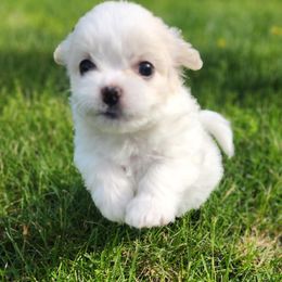 Mini - Cream female Shichon puppy in Carmel, Indiana from S&S Pups
