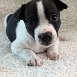 Lucian - White and black male American Hairless Terrier puppy in Visalia, California from OakSahara