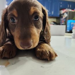 Dachshund Puppies from FureverFL