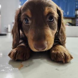 Dachshund Puppies from FureverFL