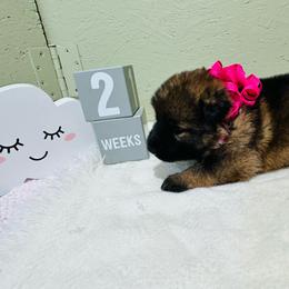 Sasha - Sable female German Shepherd puppy in Stanardsville, Virginia from Majestic K9 LLC