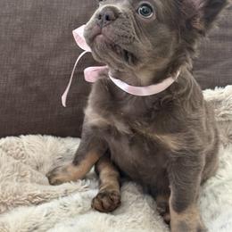 French Bulldog Puppies from Sonoma Fabulous Frenchies