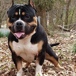 American Bullies from B&B Kennel