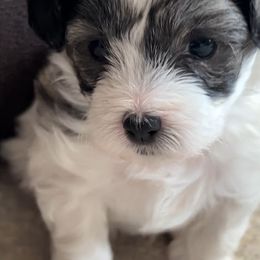 Havanese, Havapoo, and Poodle Puppies from Parlor Pups