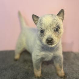 Shamrock - Blue speckled female Australian Cattle Dog puppy in Rosharon, Texas from 4Surge Cattle Dogs