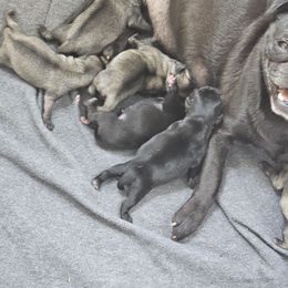 Fawn Boy 2 - Fawn male Pug puppy in Rutherfordton, North Carolina from Sweetie Pie Pugs