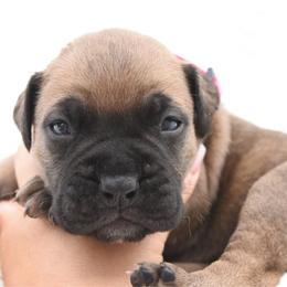 Penny - Fawn female Bullmastiff puppy in Chickasha, Oklahoma from Rustic Lace