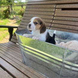 Beagle Puppies from Leslie Beagles of Leslie Farm