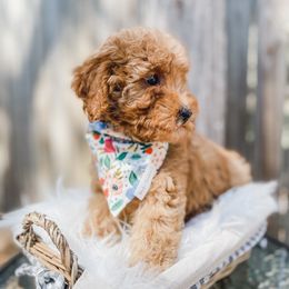 Bernedoodle and Goldendoodle Puppies from Florida Pumpkadoodles