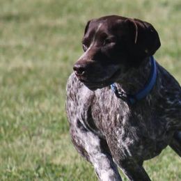 German Shorthaired Pointers from Tracy's GSPs