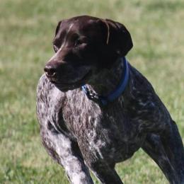 German Shorthaired Pointers from Tracy's GSPs
