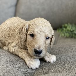 Poodle Puppies from Home of Doodles