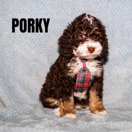 Porky - Brown and white male Bernedoodle puppy in Gilbert, Arizona from Safe Havynn Doodles