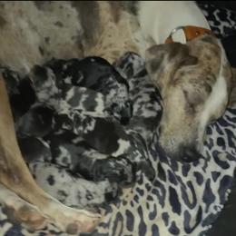 Catahoula Leopard Dogs from Shellbie's Catahoula Leopard Dogs