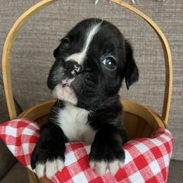 Girl 3 - Brindle female Boxer puppy in Plainwell, Michigan from Hope's Beautiful Boxers