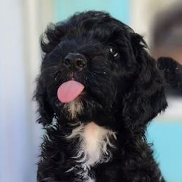 Bernedoodles from Peppers Puppies