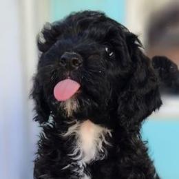 Bernedoodles from Peppers Puppies