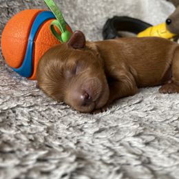 Goldendoodle Puppies from Simply Mini Goldendoodles