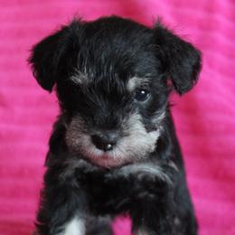 Macy - Black and silver female Miniature Schnauzer puppy in Richardton, North Dakota from Crooked Tree Ranch