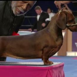 Chesapeake Bay Retriever, Dachshund, and Labrador Retriever Puppies from Passport SS Dachshunds