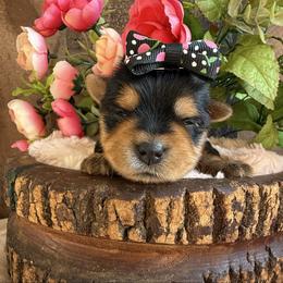 Piper - Black and tan female Yorkshire Terrier puppy in Howe, Oklahoma from Ray Holder