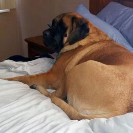 Mastiff All Grown Up from Deborah Hatch