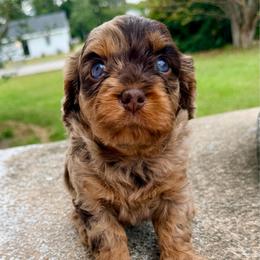Prada - Merle female Cavapoo puppy in Cameron, South Carolina from Sassy Sailor & Company