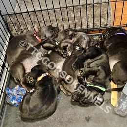 Cane Corso Puppies from Trained To Go Corso Kennels (T.T.G. Corso Kennels)