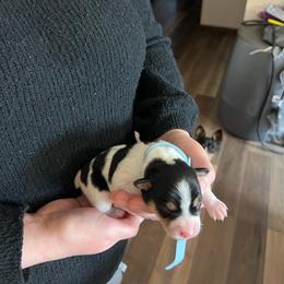 BENNY - Black white and tan male Rat Terrier puppy in Decatur, Arkansas from KC’S Rat Terriers
