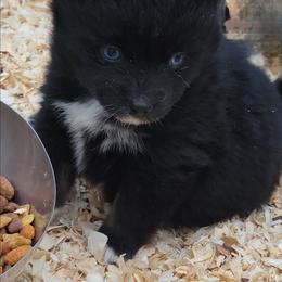 Black and white female - Black and white female Pomsky puppy in Gladstone, Virginia from Rustic Charms Miniature Huskys