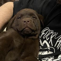 Jack Russell Terrier and Labrador Retriever Puppies from Canine Assist