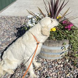 Steele - Golden Retriever