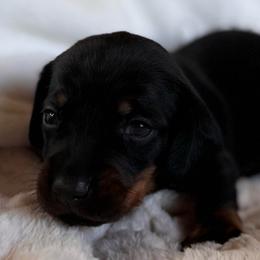 Benny - Black and tan male Dachshund puppy in Wallingford, Kentucky from Hensley Homestead Dachshunds