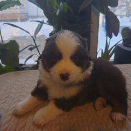 Denali (Yellow) - Red tri-color male Miniature American Shepherd puppy in Griswold, Connecticut from Flatrock's Mini American Shepherd's